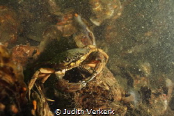 Crab, Preekhil "de Val" Zeeland by Judith Verkerk 